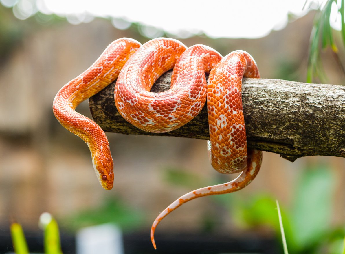 Serpent smart contract language
