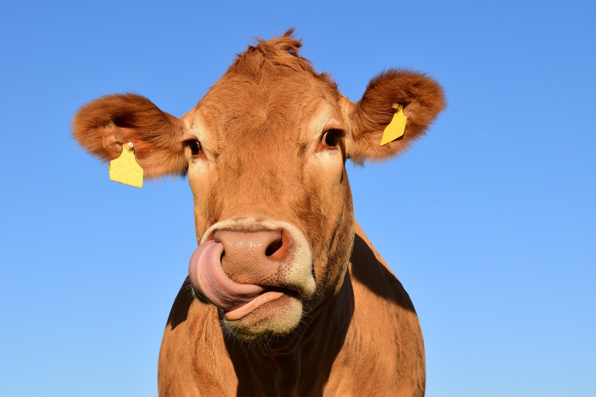 A cow licking its lips.