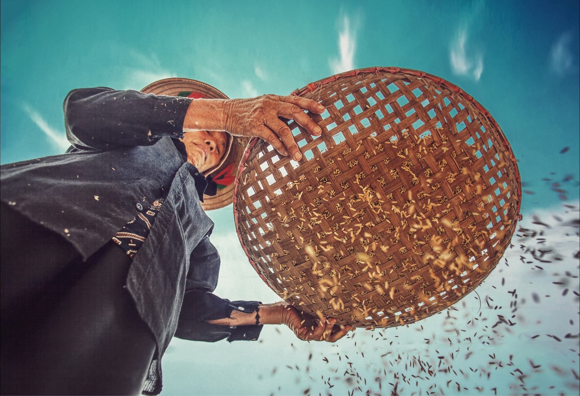 A person sifting rice in a field.
