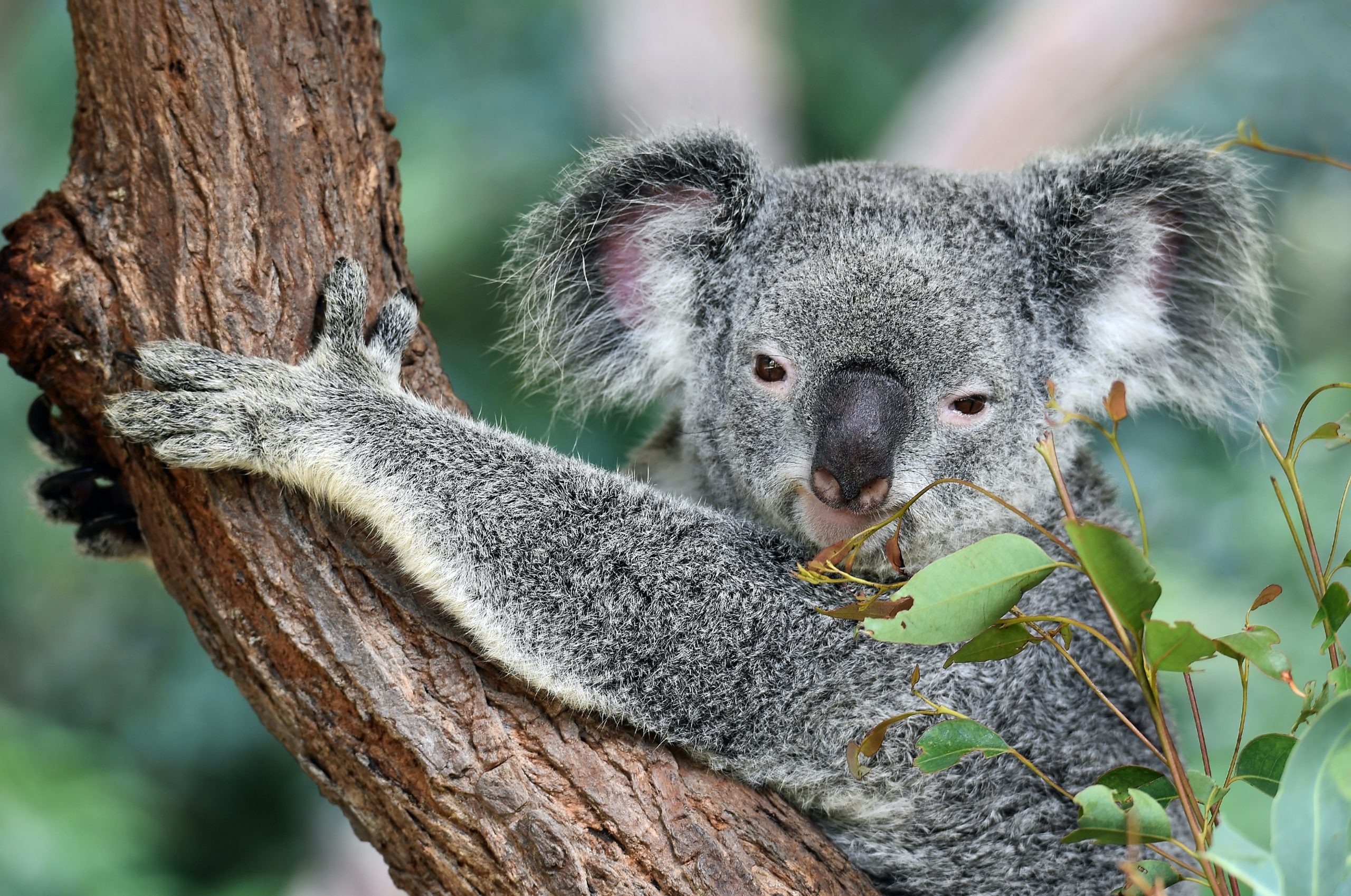 Koala Bear, Australia