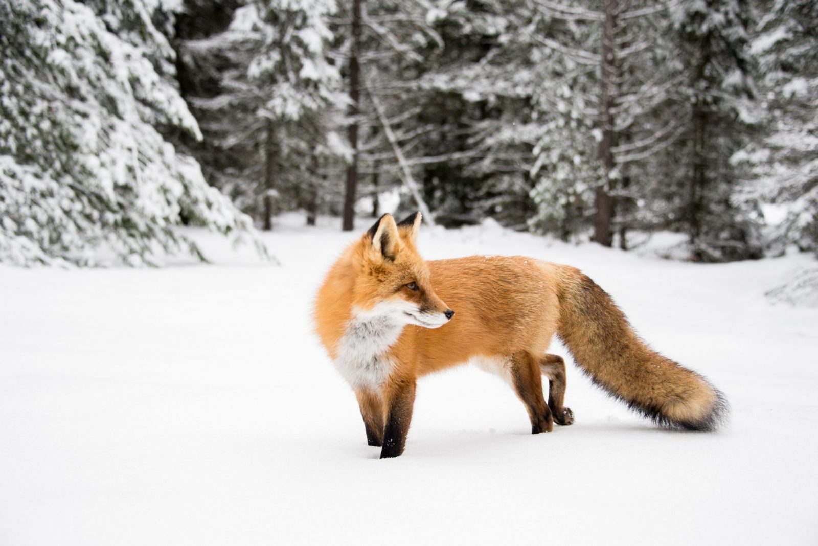Fox - MetaMask / ConsenSys