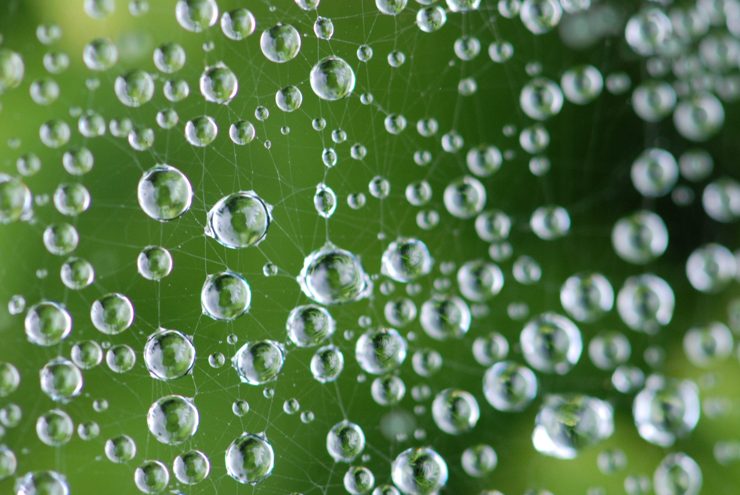 Cobweb
