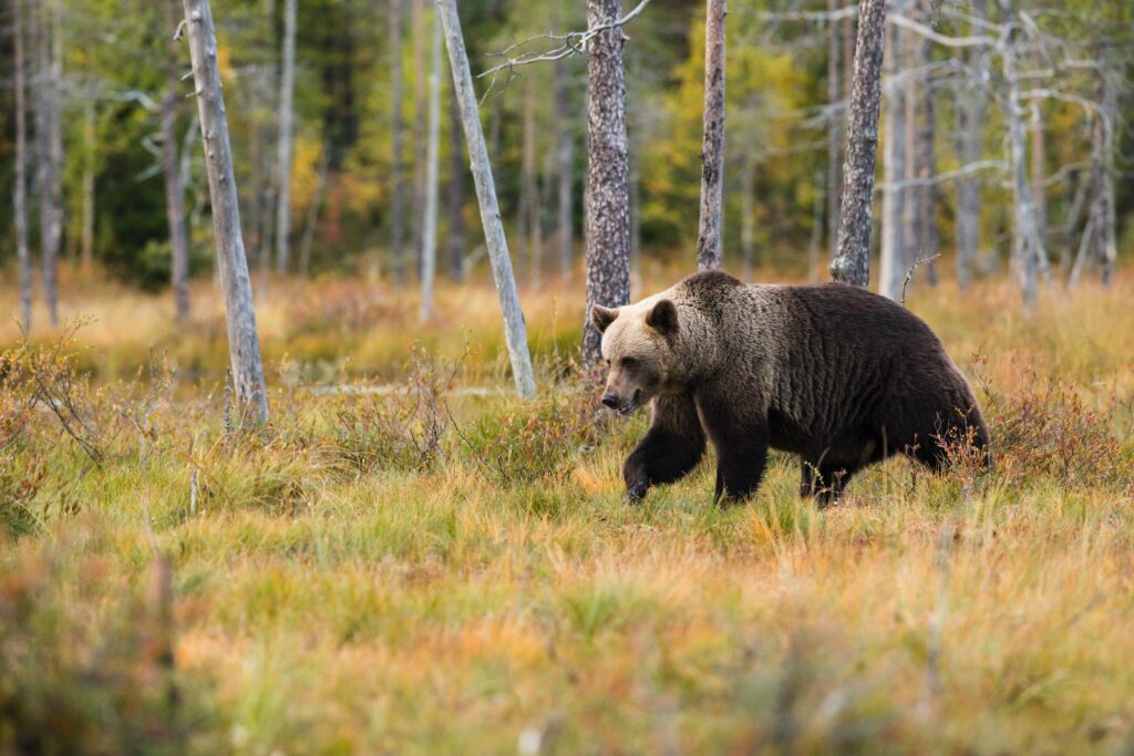 Bear Market