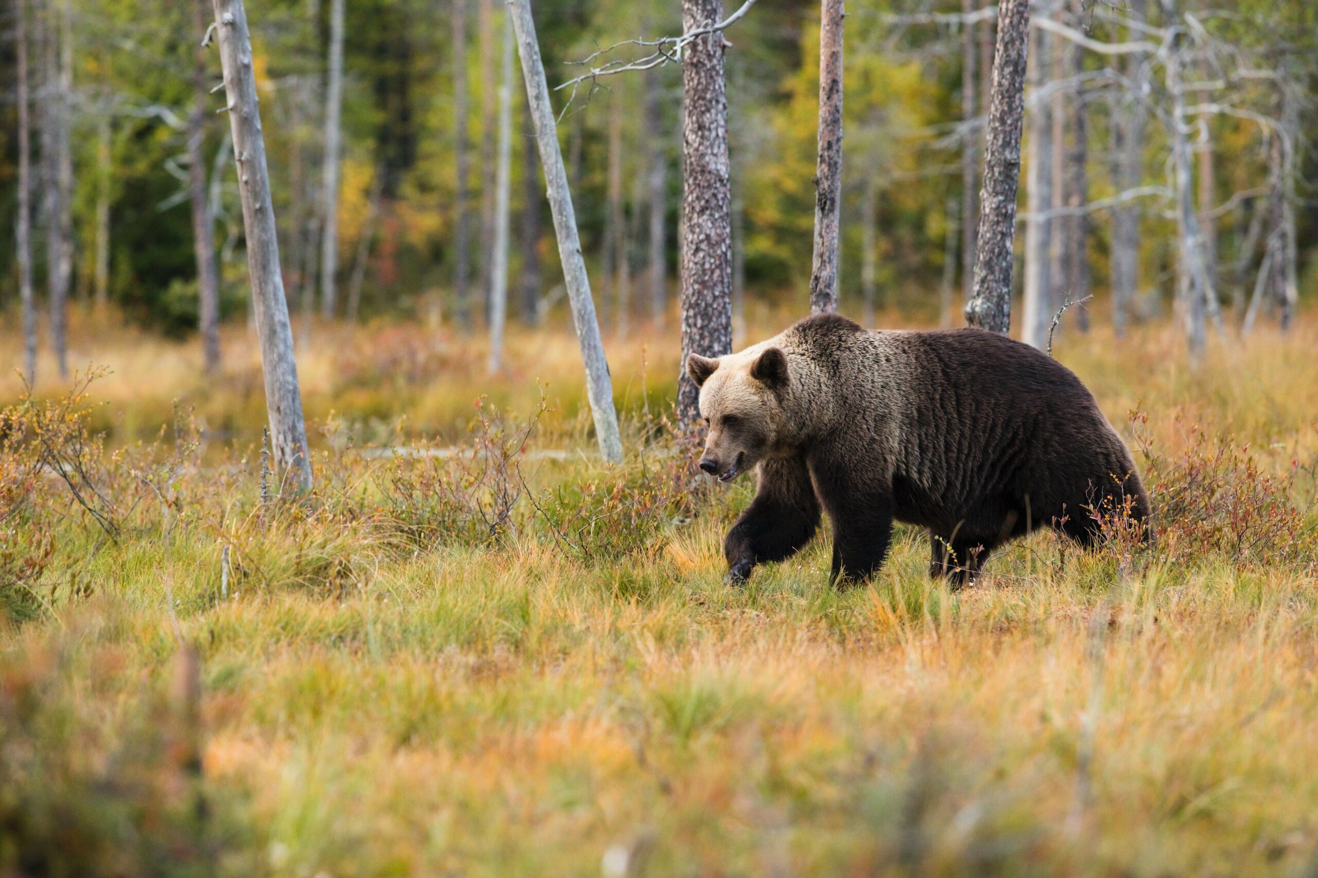 Bear Market