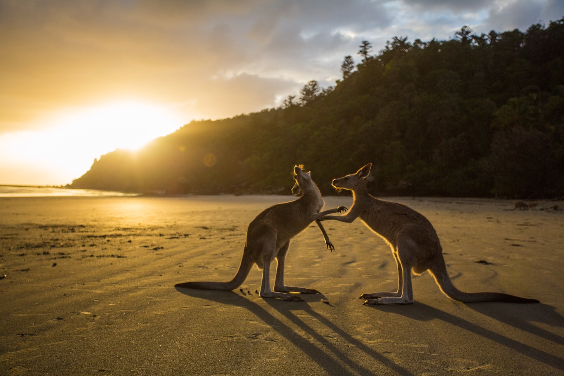 Two kangaroos playing together on a beach.